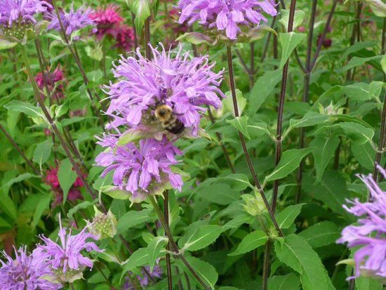 Shanghai Botanical Garden